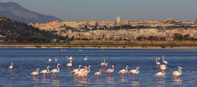 Flamants En Vol Quand La Sardaigne Se Teint En Rose Sardinias