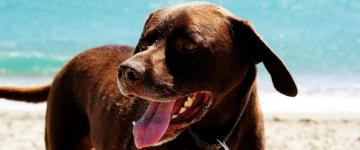 IMG Villages vacances en Sardaigne chiens admis 2018